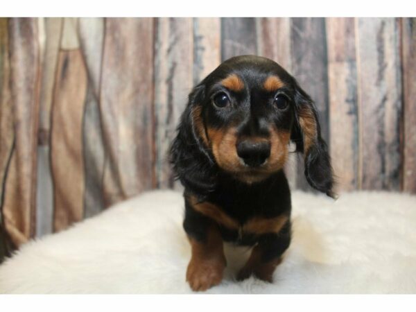 Dachshund-DOG-Male-Black/Tan-15210-Petland Racine, Wisconsin