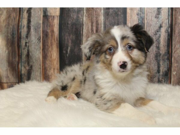 Mini Australian Shepherd-DOG-Male-Blue Merle-15211-Petland Racine, Wisconsin