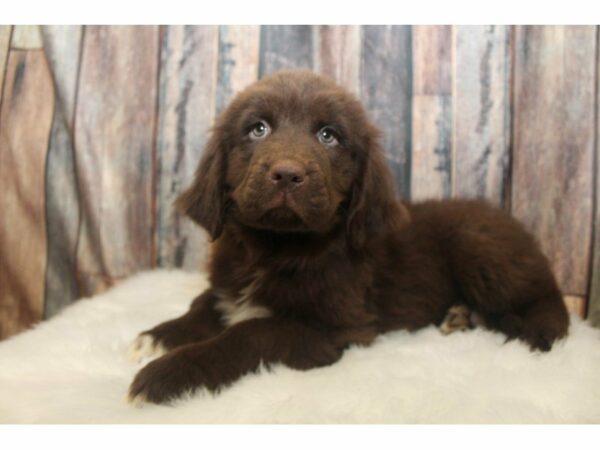 Newfoundland-DOG-Female-Chocolate-15215-Petland Racine, Wisconsin
