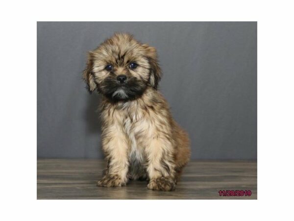 Lhasa Apso-DOG-Male-Red-23652-Petland Racine, Wisconsin