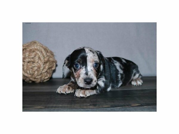 Boston Terrier/Dachshund-DOG-Female-Blue Merle-23660-Petland Racine, Wisconsin