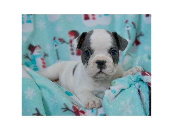 French Bulldog-DOG-Female-Blue Fawn-23656-Petland Racine, Wisconsin