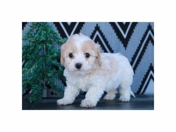 Cavalier King/Bichon-DOG-Female-Cream / White-23649-Petland Racine, Wisconsin