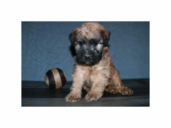 Soft Coated Wheaten Terrier-DOG-Male-Wheaten-15226-Petland Racine, Wisconsin