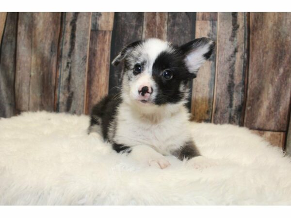 Aussie/Corgi-DOG-Male-Merle-15218-Petland Racine, Wisconsin