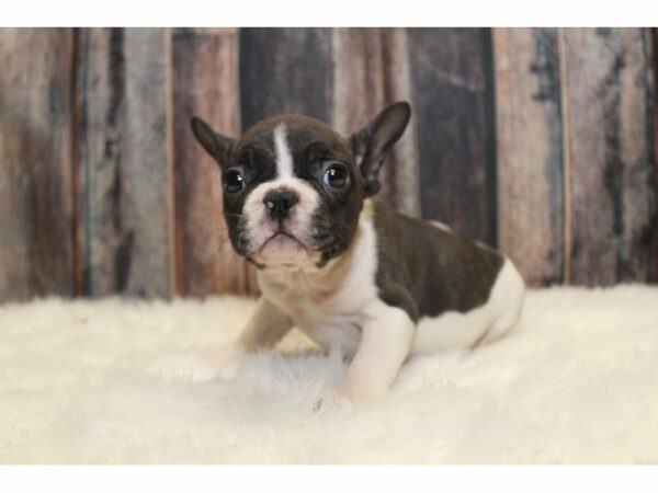 French Bulldog-DOG-Female-Black/White-15219-Petland Racine, Wisconsin