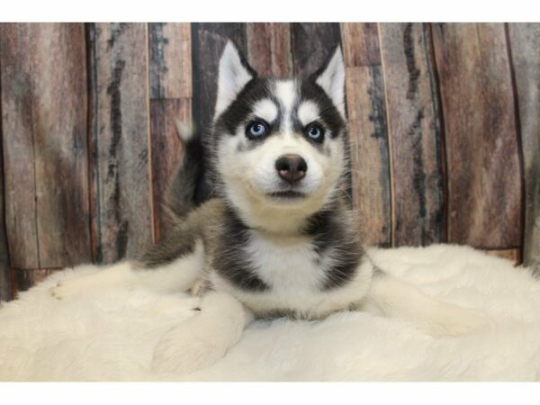 Siberian Husky-DOG-Female-Black / White-15223-Petland Racine, Wisconsin