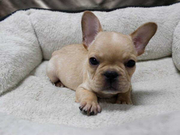 French Bulldog-DOG-Male-CREAM-23647-Petland Racine, Wisconsin