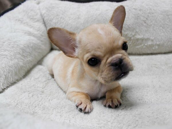French Bulldog-DOG-Female-CREAM-23648-Petland Racine, Wisconsin