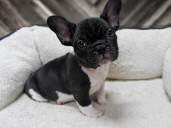 French Bulldog-DOG-Male-BLK/WH-23664-Petland Racine, Wisconsin