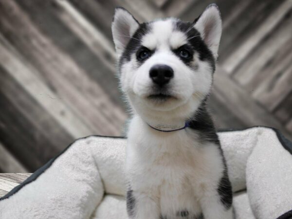 Siberian Husky-DOG-Female-Black / White-23653-Petland Racine, Wisconsin
