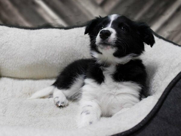 Border Collie DOG Female Black / White 23655 Petland Racine, Wisconsin