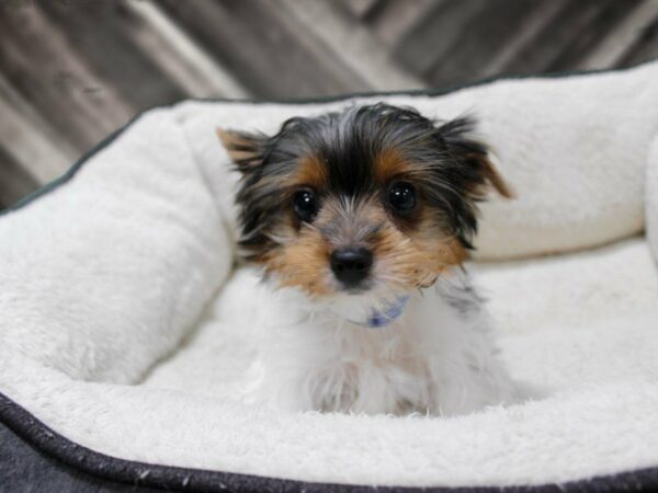 Biewer Yorkshire Terrier-DOG-Female-Black White / Gold-23650-Petland Racine, Wisconsin