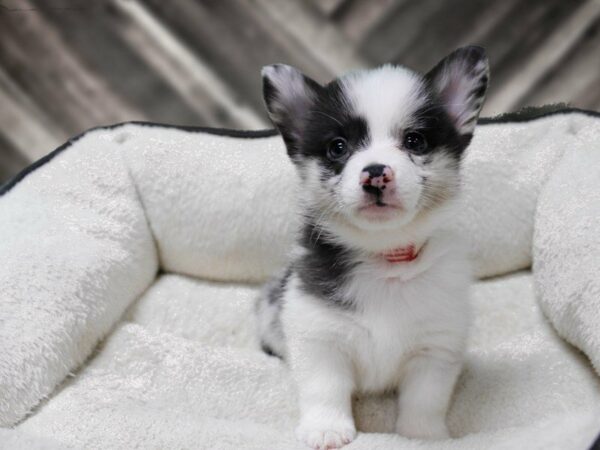 Aussie/Corgi-DOG-Female-MERLE-23663-Petland Racine, Wisconsin