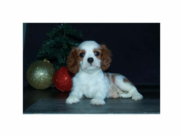 Cavalier King Charles Spaniel-DOG-Female-Blenheim-23669-Petland Racine, Wisconsin
