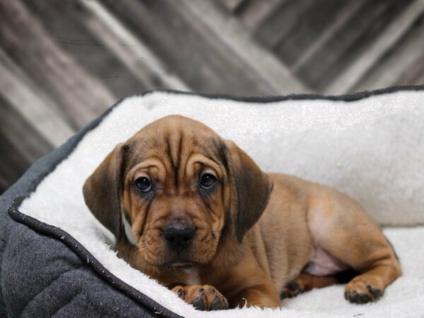 Frengle-DOG-Male-Fawn-23665-Petland Racine, Wisconsin