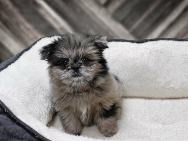 Shihpom DOG Female Black / Tan 23670 Petland Racine, Wisconsin