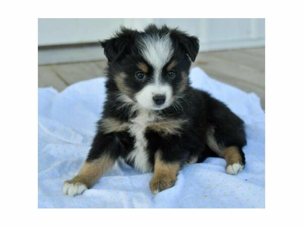 Mini Australian Shepherd-DOG-Female-Tricolored-15241-Petland Racine, Wisconsin