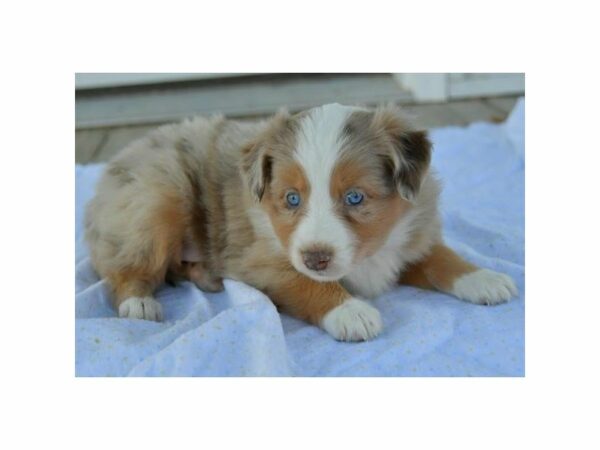 Mini Australian Shepherd-DOG-Male-Red Merle-15240-Petland Racine, Wisconsin