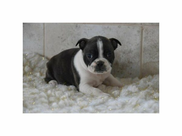 Bulldog/Boston Terrier-DOG-Male-Black/White-15242-Petland Racine, Wisconsin