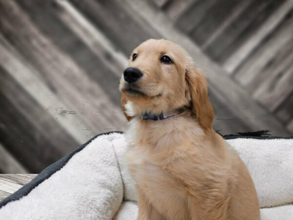 Golden Retriever-DOG-Female-GOLDEN-23672-Petland Racine, Wisconsin