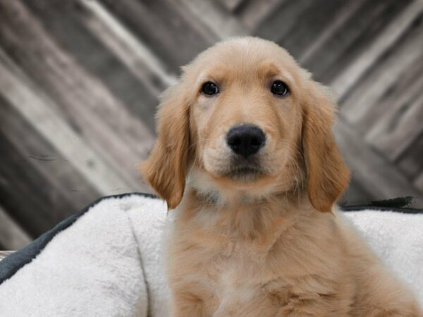 Golden Retriever-DOG-Male-GOLDEN-23671-Petland Racine, Wisconsin