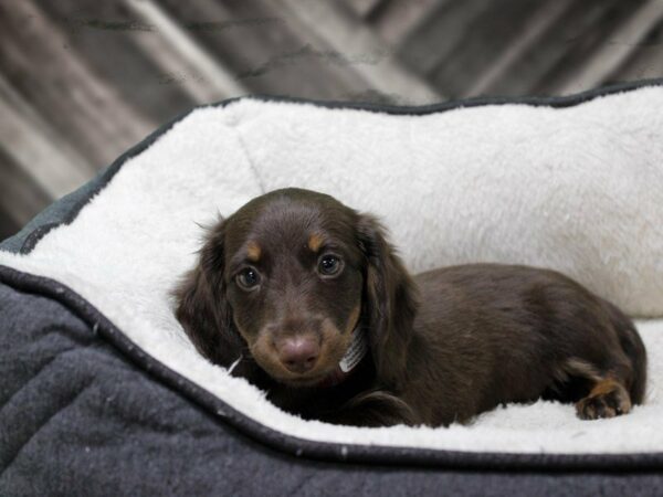 Dachshund-DOG-Female-CHLT-23682-Petland Racine, Wisconsin