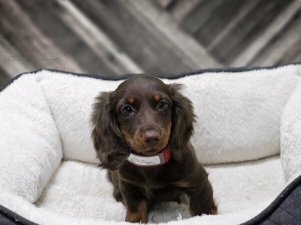 Dachshund-DOG-Female-CHLT-23681-Petland Racine, Wisconsin