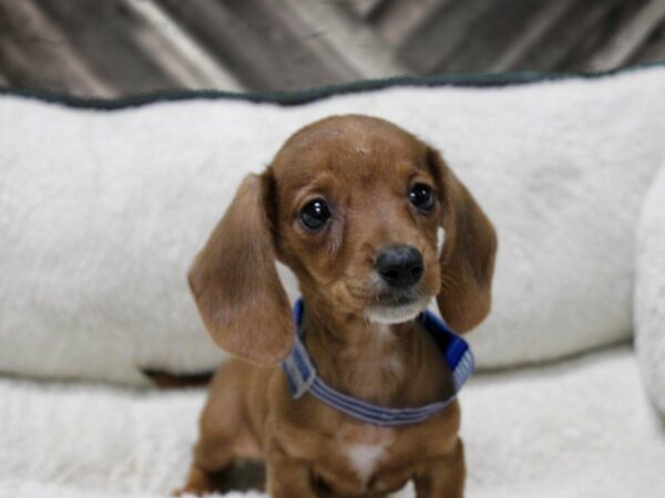 Dachshund-DOG-Female-RED-23673-Petland Racine, Wisconsin