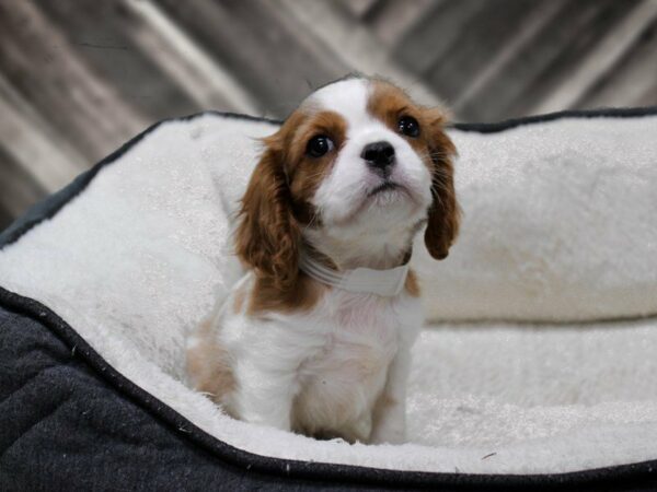 Cavalier King Charles Spaniel-DOG-Male-BHEIM-23678-Petland Racine, Wisconsin