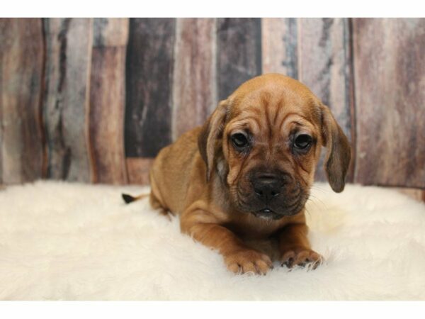 Frengle-DOG-Female-Fawn-15232-Petland Racine, Wisconsin