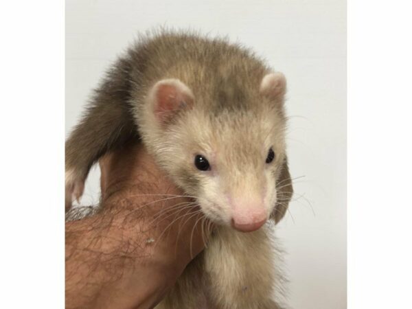 Ferret-FERRET-Male--23687-Petland Racine, Wisconsin