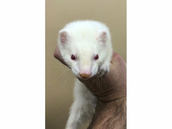 Ferret-FERRET-Male--23689-Petland Racine, Wisconsin