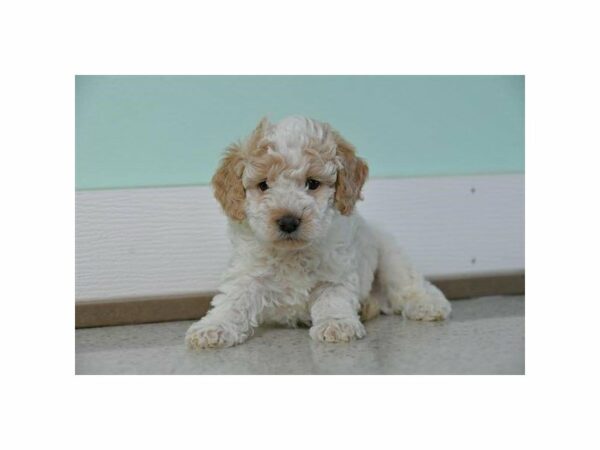 Poodle-DOG-Male-White / Gold-15245-Petland Racine, Wisconsin