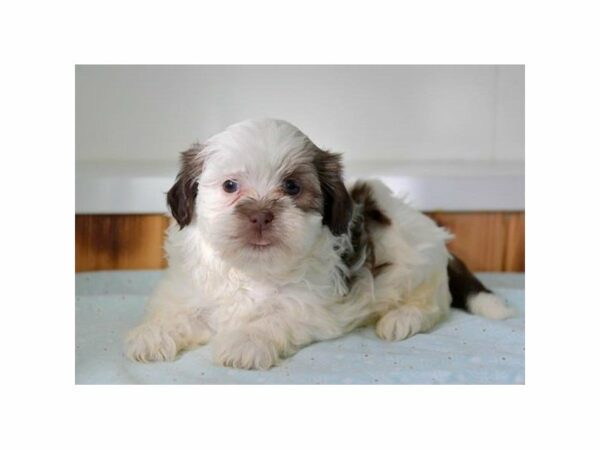 Havanese/Shih Tzu-DOG-Female-Brown / White-15243-Petland Racine, Wisconsin