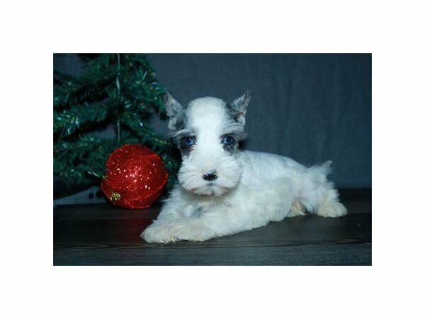 Miniature Schnauzer-DOG-Male-White-15248-Petland Racine, Wisconsin