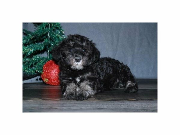Schnoodle-DOG-Female-Black-15246-Petland Racine, Wisconsin