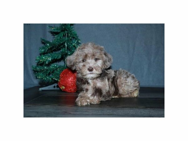 Schnoodle-DOG-Male-Chocolate Merle-15244-Petland Racine, Wisconsin