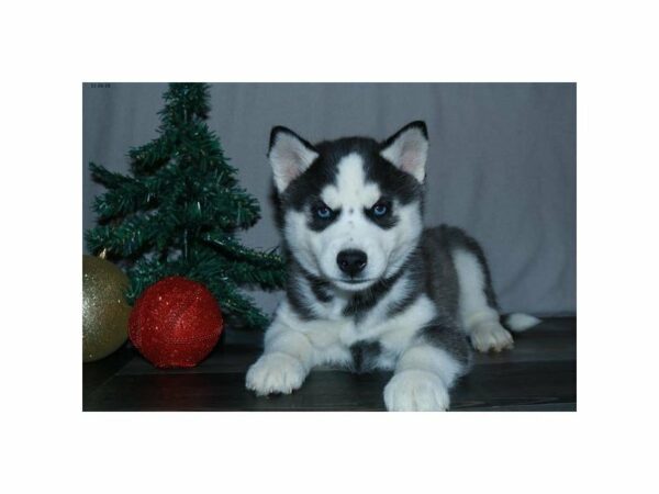 Siberian Husky-DOG-Male-Black / White-23691-Petland Racine, Wisconsin