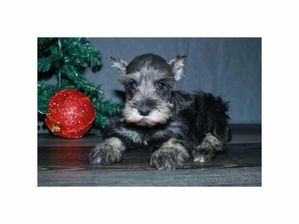 Miniature Schnauzer-DOG-Female-Salt / Pepper-23690-Petland Racine, Wisconsin