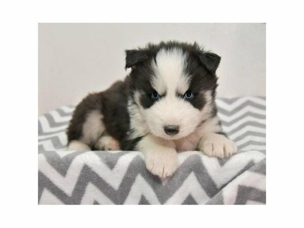 Siberian Husky-DOG-Male-Black / White-23692-Petland Racine, Wisconsin