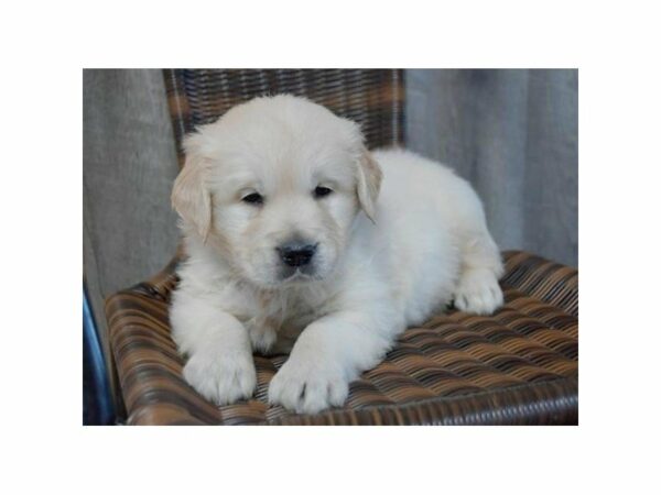 Golden Retriever-DOG-Male-Light Golden-23697-Petland Racine, Wisconsin