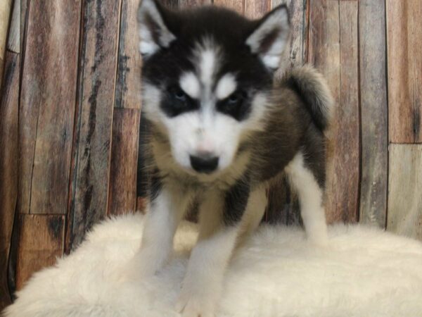 Siberian Husky-DOG-Male-Black / White-15247-Petland Racine, Wisconsin