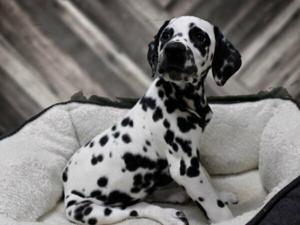 Dalmatian DOG Female White / Black 23696 Petland Racine, Wisconsin