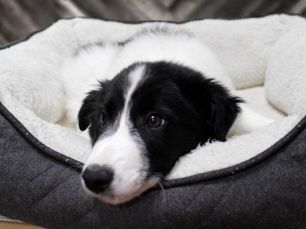 Border Collie DOG Female Black / White 23693 Petland Racine, Wisconsin