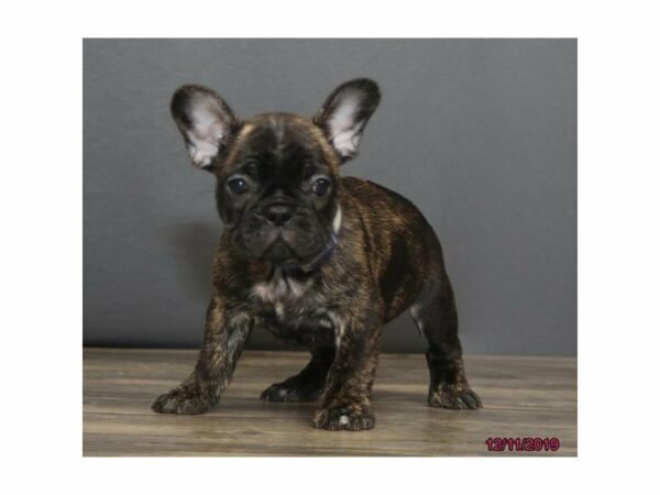 French Bulldog-DOG-Male-Brindle-23707-Petland Racine, Wisconsin