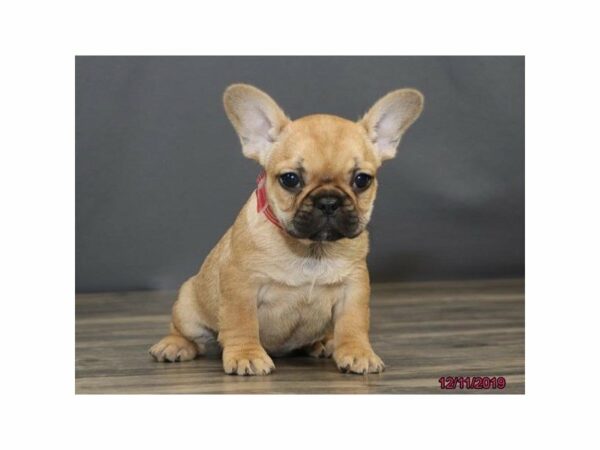 French Bulldog-DOG-Female-Fawn-15260-Petland Racine, Wisconsin