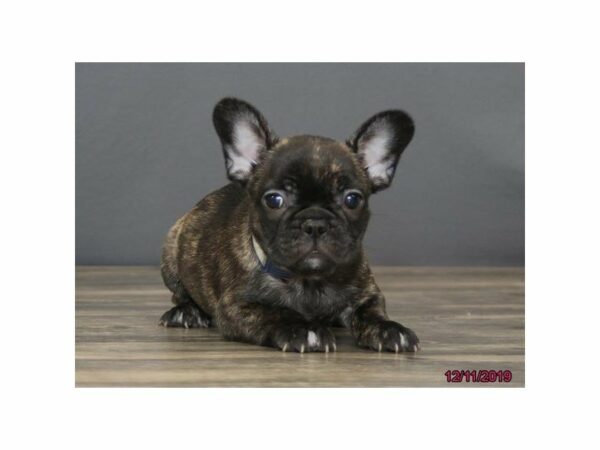 French Bulldog-DOG-Male-Brindle-15264-Petland Racine, Wisconsin