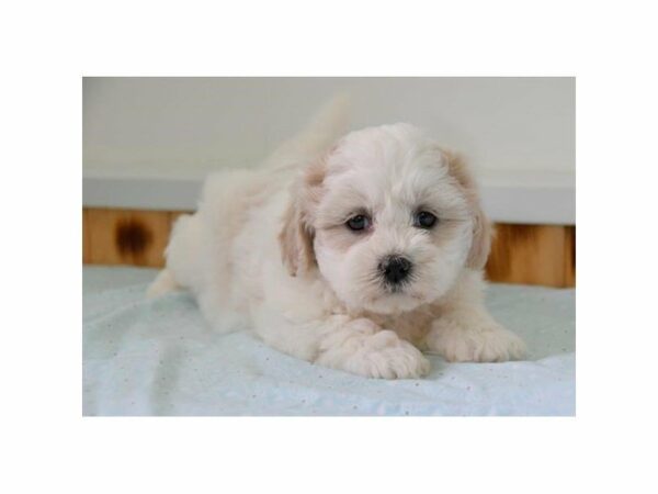 Zuchon DOG Female White / Tan 15268 Petland Racine, Wisconsin