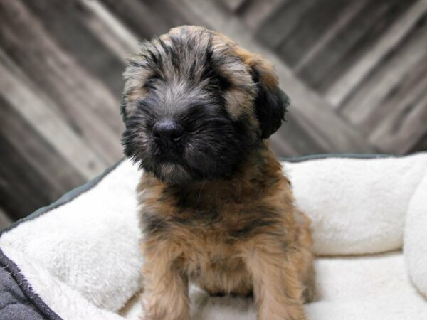 Soft Coated Wheaten Terrier-DOG-Male-WHEATEN-23719-Petland Racine, Wisconsin